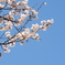 青空に桜