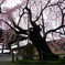 阿弥陀寺の枝垂れ桜