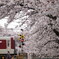 桜の踏切