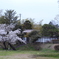 亘理邸の桜