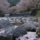 桜.七谷川