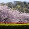 フルーツ公園の桜