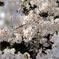 砧公園の桜