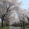 郊外の桜並木 2024.4-2