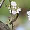 メジロと桜