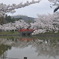 桜まつり