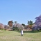 房総風土記の丘　白鳳の道にある古墳群と桜