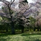 房総風土記の丘　白鳳の道にある古墳群と桜