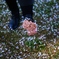 桜花の靴底
