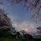 夜桜散歩