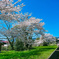 びわ湖の桜