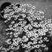 野の花