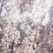 春