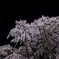 夜滝桜