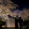 鶴山公園の桜祭り