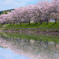 桜並木