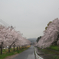 志免町県道沿いの桜並木