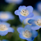 blue fairy