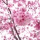 儚い桜