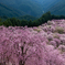 天空の桜