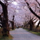 朝日の化粧桜