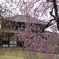 東大寺　大仏殿と桜