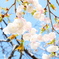 大和葛城山の八重桜