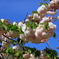 高知　牧野植物園　八重咲の桜が咲いてました③