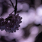 陰