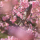 ヒヨドリと河津桜