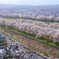 白石川堤一目千本桜（船岡城址公園から撮影）