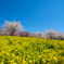 菜の花と桜と青空のコラボレーション