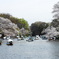 井の頭公園の桜風景