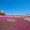 赤城山南面千本桜