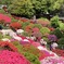 根津神社にて