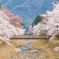 倉町野の桜