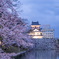 富山城址の宵桜