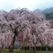 桜雨