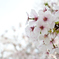 弥彦神社桜１