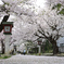 弥彦神社桜２
