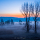 trees of photographers