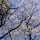 Cherry Blossoms & Blue Sky