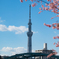 桜塔