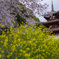 西国寺の春