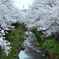 吉方橋の桜