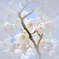 桜3