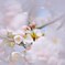桜2