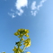 菜花じゃないよ