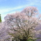 佛隆寺の千年桜