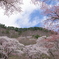 屏風岩と桜②